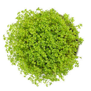 Garden cress in white bowl from above