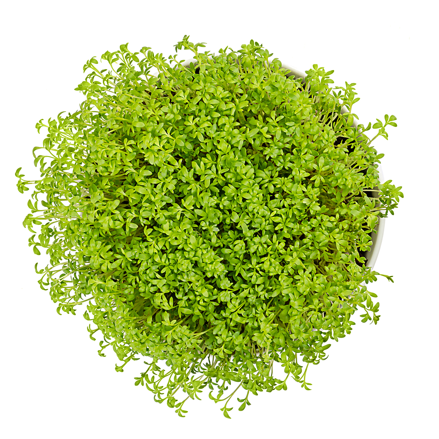 Garden cress in white bowl from above