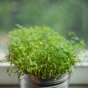 Dill sprouts in aluminum pot on windowsill
