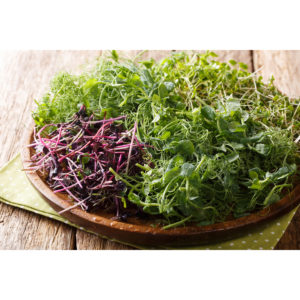 Ingredient for spring salads microgreen of peas, cilantro, musta