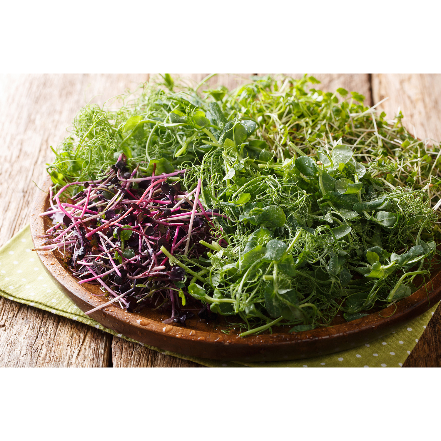 Ingredient for spring salads microgreen of peas, cilantro, musta