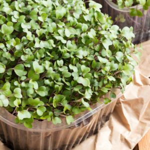 Broccoli and kale microgreens on a table