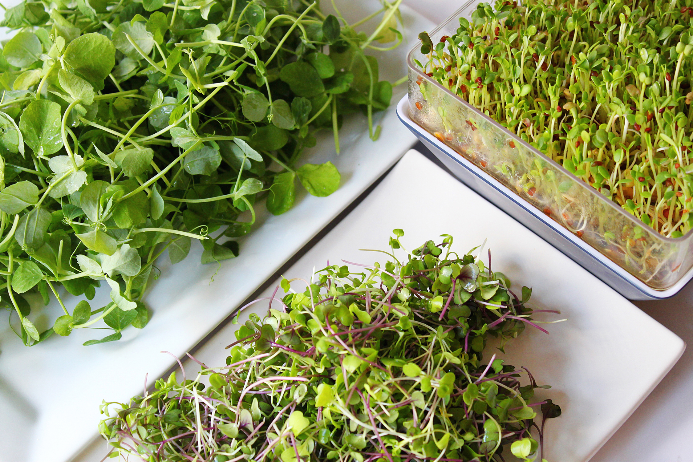 assortment of microgreens