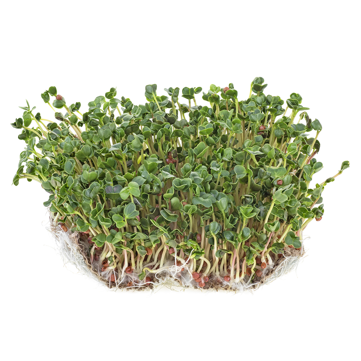 Fresh microgreens sprouts on a white background. Сoncept of hea