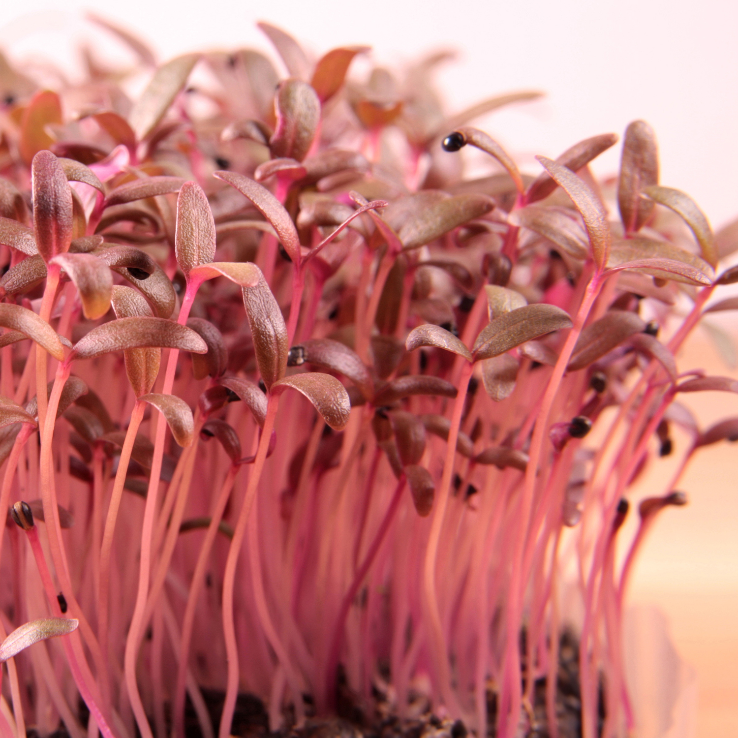 Red Amaranth Microgreens