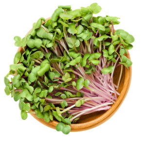 China Rose sprouts in wooden bowl