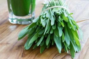 Green barley grass and a barley grass shot