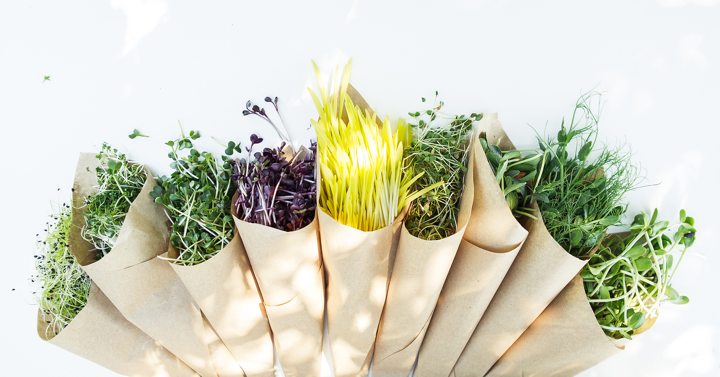 Microgreen on the white background in natural light