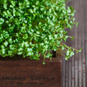 Close-up of broccoli microgreens in the wooden box. Sprouting Mi
