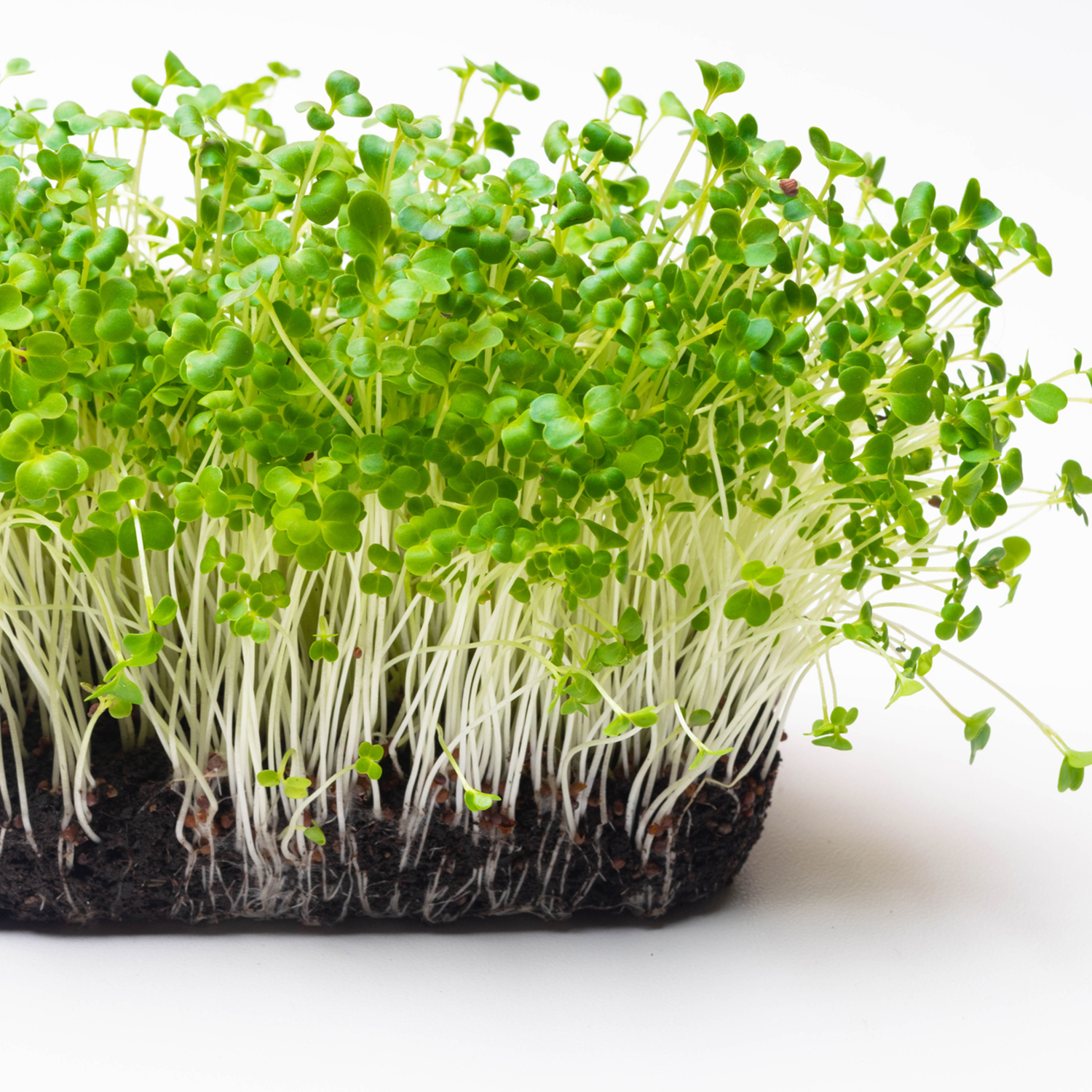 microgreen sprouts Raw sprouts, microgreens, healthy eating concept