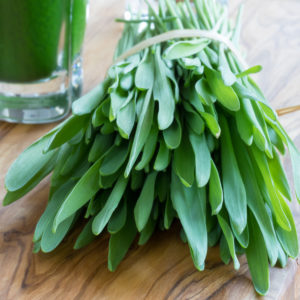 Green barley grass and a barley grass shot