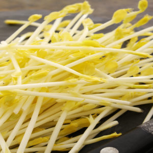 sprouting sweet corn shoots