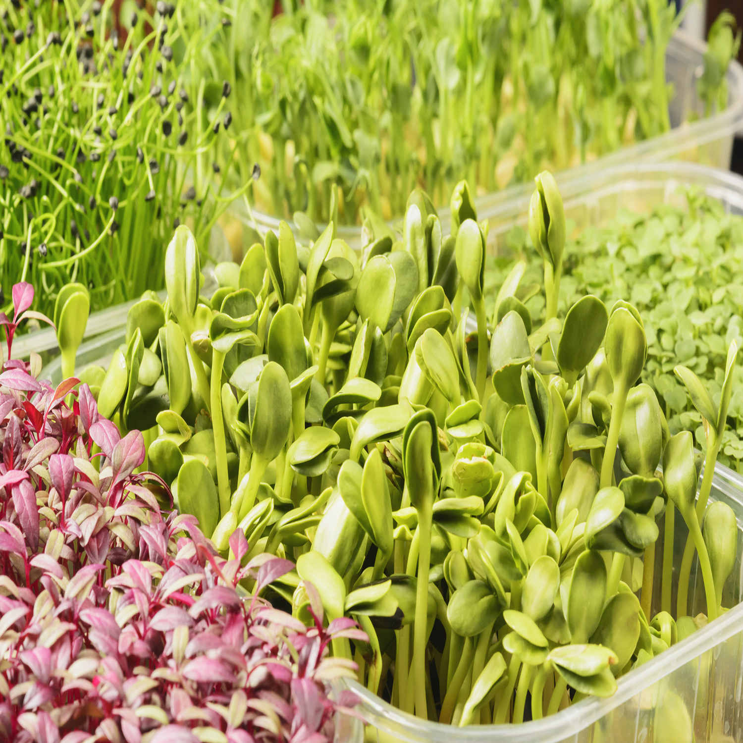 CSA Program - Monthly Plan