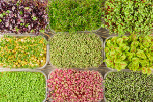 Large selection of different microgreens. Photography from above, boxes with sprouts of young green peas, radishes, mustard, basil. Unusual background