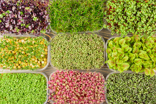 Large selection of different microgreens. Photography from above, boxes with sprouts of young green peas, radishes, mustard, basil. Unusual background
