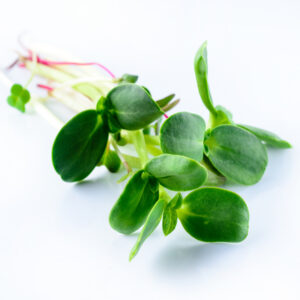 microgreen sunflower sprouts on a white background