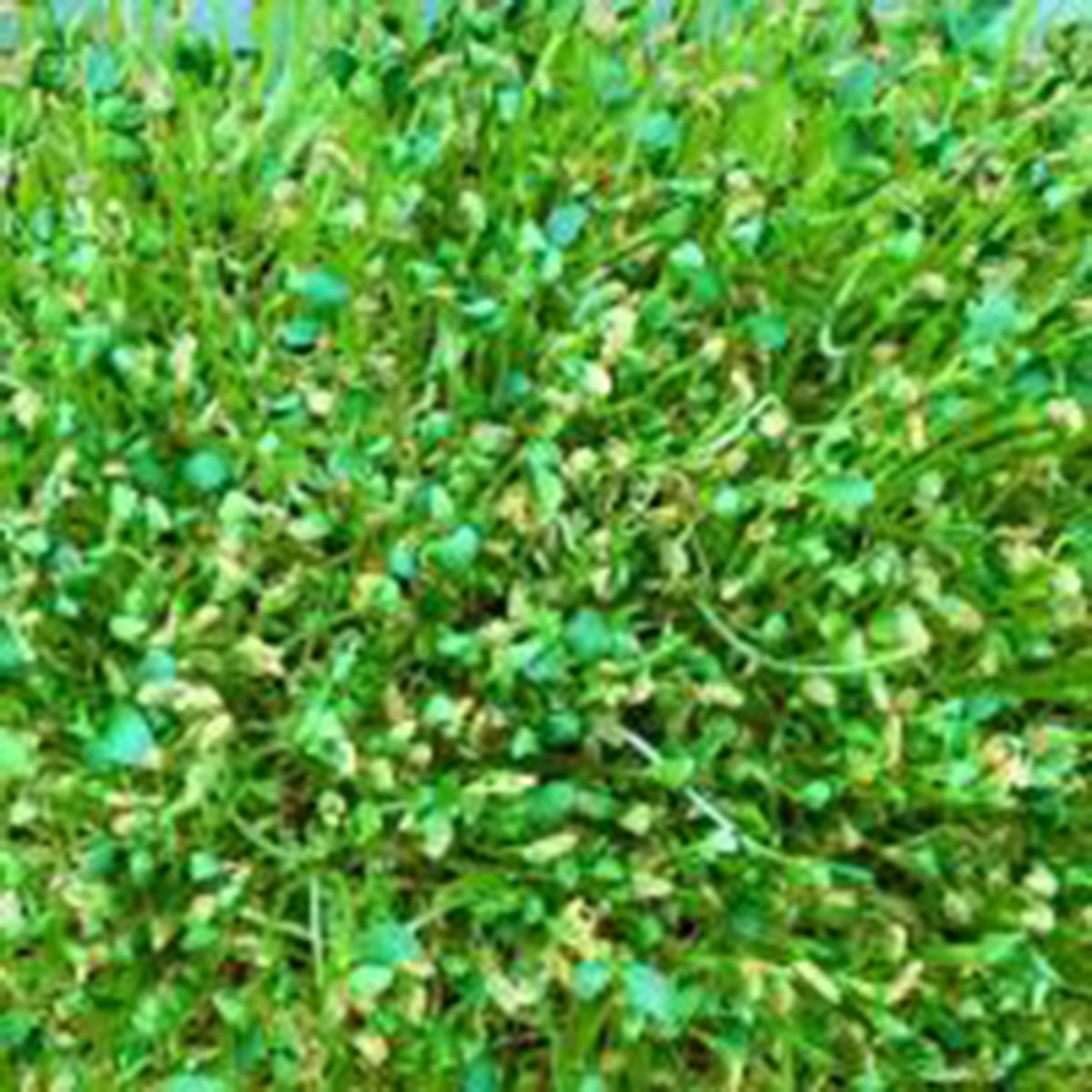 MICRO FENUGREEK
