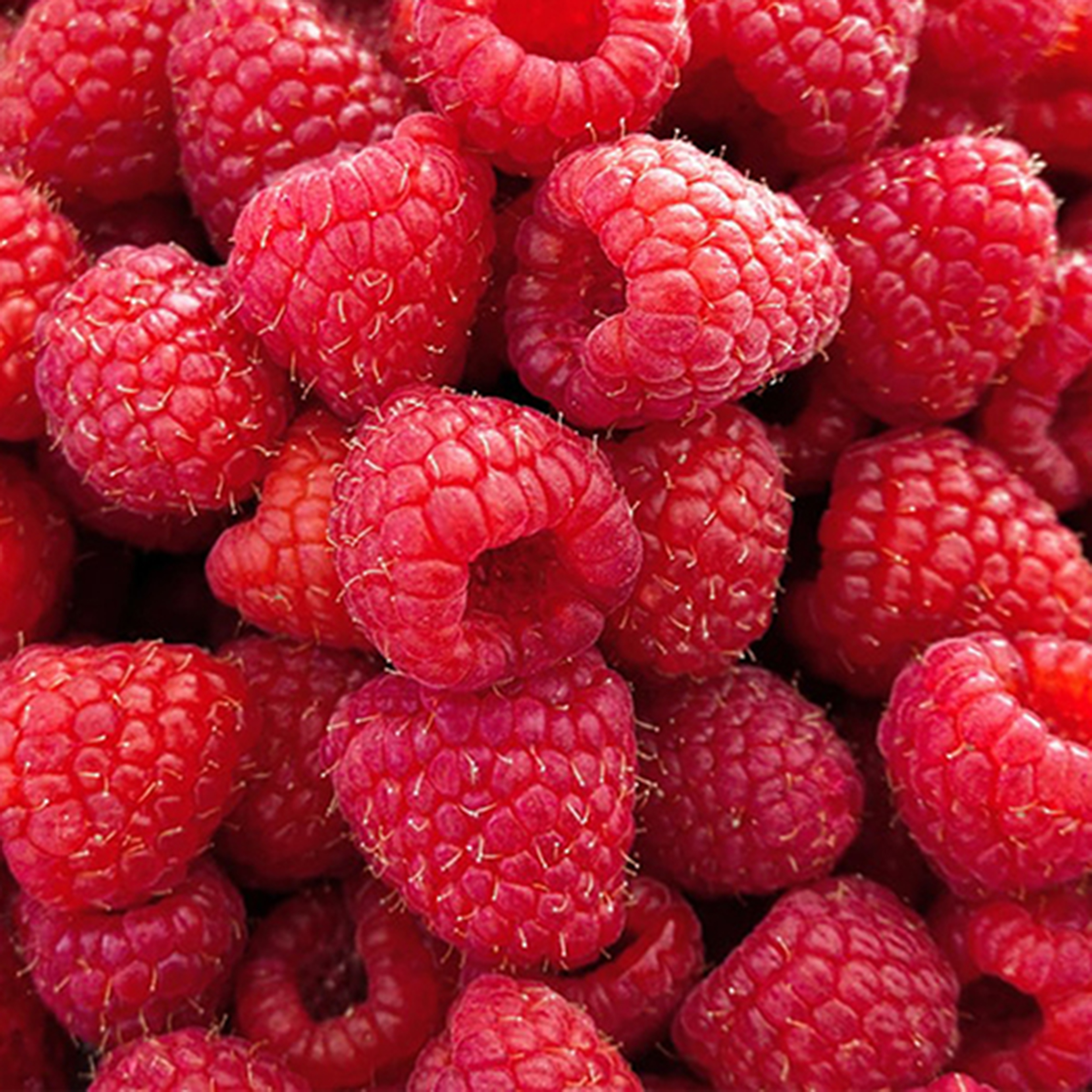 FREEZE-DRIED RASPBERRY BITES